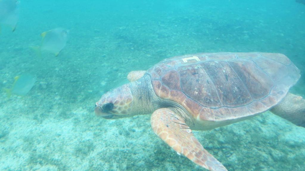 Tortue à Kelonia, La Réunion